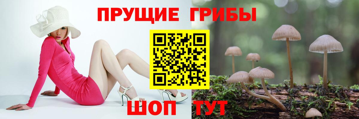 Псилоцибиновые грибы GOLDEN TEACHER Аша